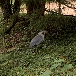 Heron running off with a fish