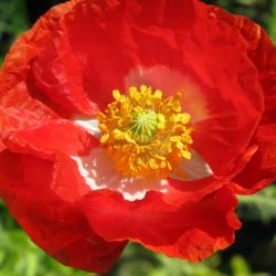 Poppy