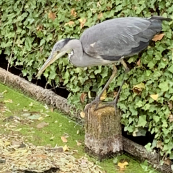 Heron waiting for his lunch